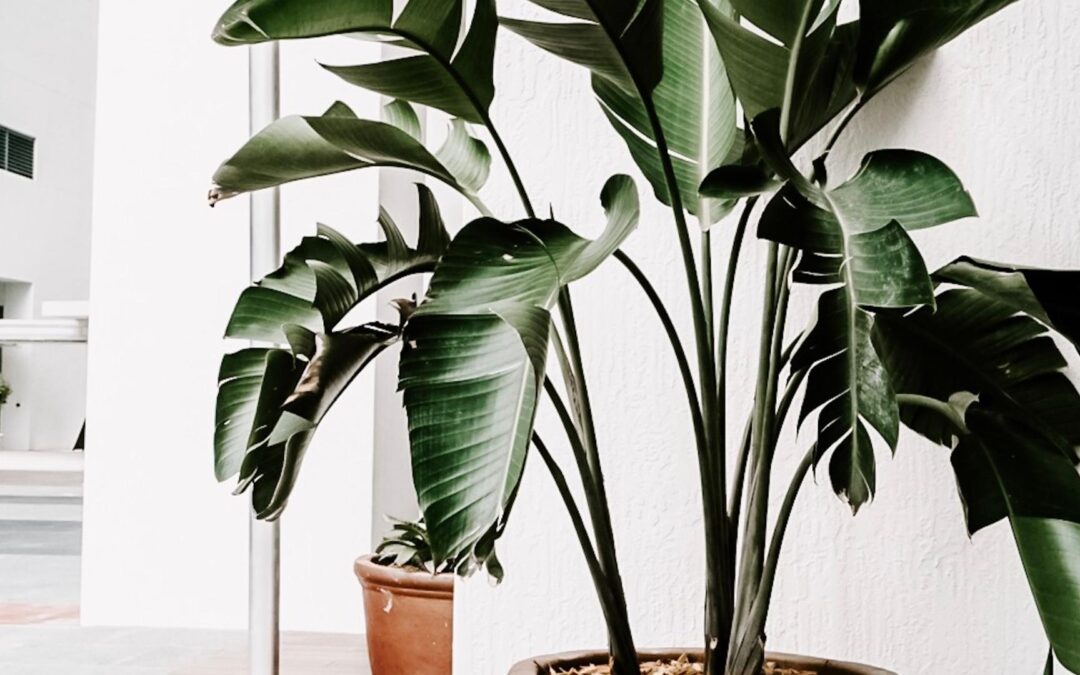 Top 10 des plantes d&rsquo;intérieur faciles à entretenir pour débutants