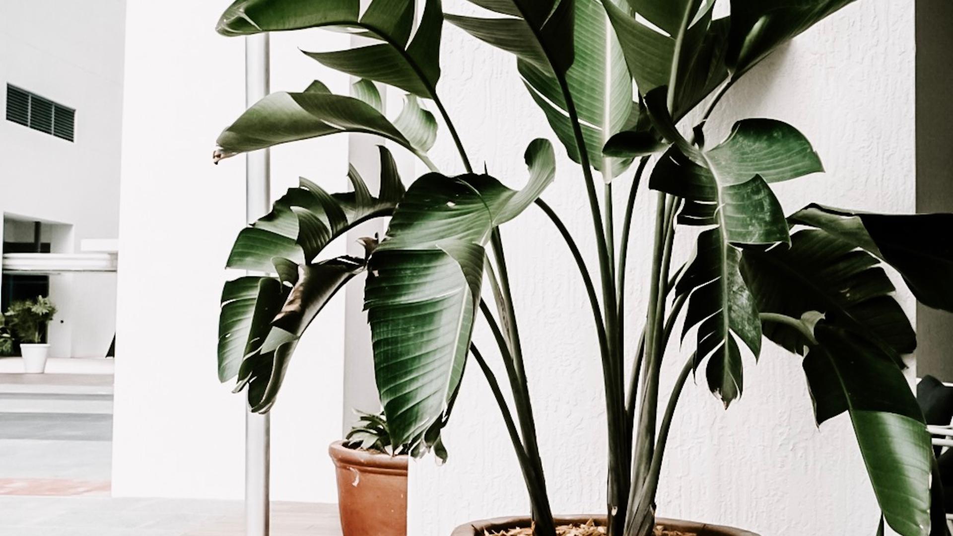 plante d’intérieur plante d'intérieur
